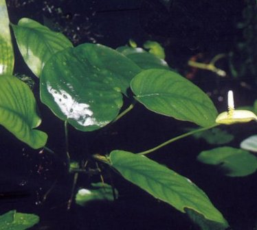 Anubias heterophylla 