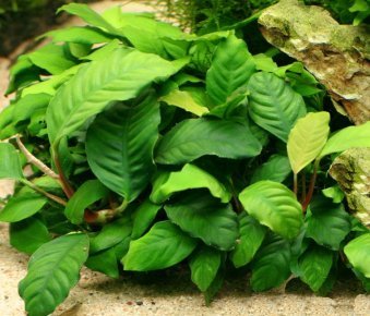 Anubias coffeefolia 5cm pot
