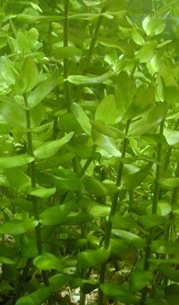 Bacopa amplexicaulis (caroliniana) 5cm pot