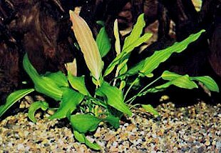 Echinodorus tricolor 