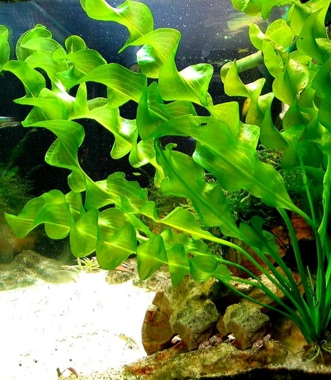 Laag geluk huwelijk Aponogeton ulvaceus - aquarium123 - Webwinkel voor online aquariumplanten  kopen
