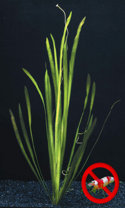 complicaties bladzijde Wig Vallisneria spiralis - aquarium123 - Webwinkel voor online aquariumplanten  kopen