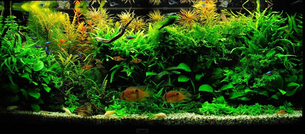 spectrum Tact Verhoogd Plantenpakketten - aquarium123 - Webwinkel voor online aquariumplanten kopen