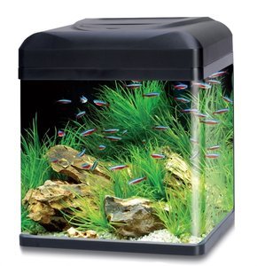 Plantenpakket voor Tico en Lago - aquarium123 - online aquariumplanten kopen