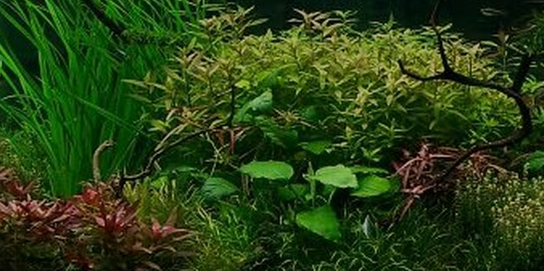 Aquariumplanten kopen doet u bij - aquarium123 Webwinkel aquariumplanten kopen