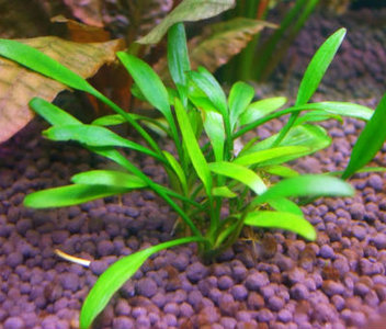 Echinodorus tenellus - aquarium123 Webwinkel voor aquariumplanten kopen