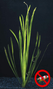 Fantasie openbaar slank Vallisneria spiralis - aquarium123 - Webwinkel voor online aquariumplanten  kopen