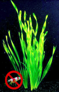 belegd broodje pk jungle Vallisneria torta - aquarium123 - Webwinkel voor online aquariumplanten  kopen